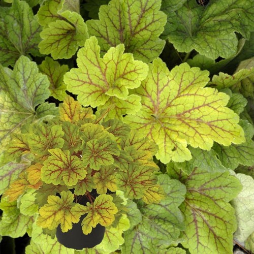 Heuchera 'Electra' - Helmikpööris 'Electra' P11/0,75L